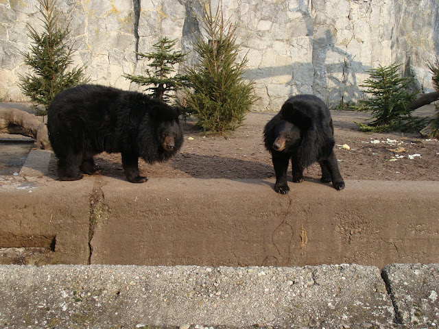 28.01.2012 Zoo Wroclaw