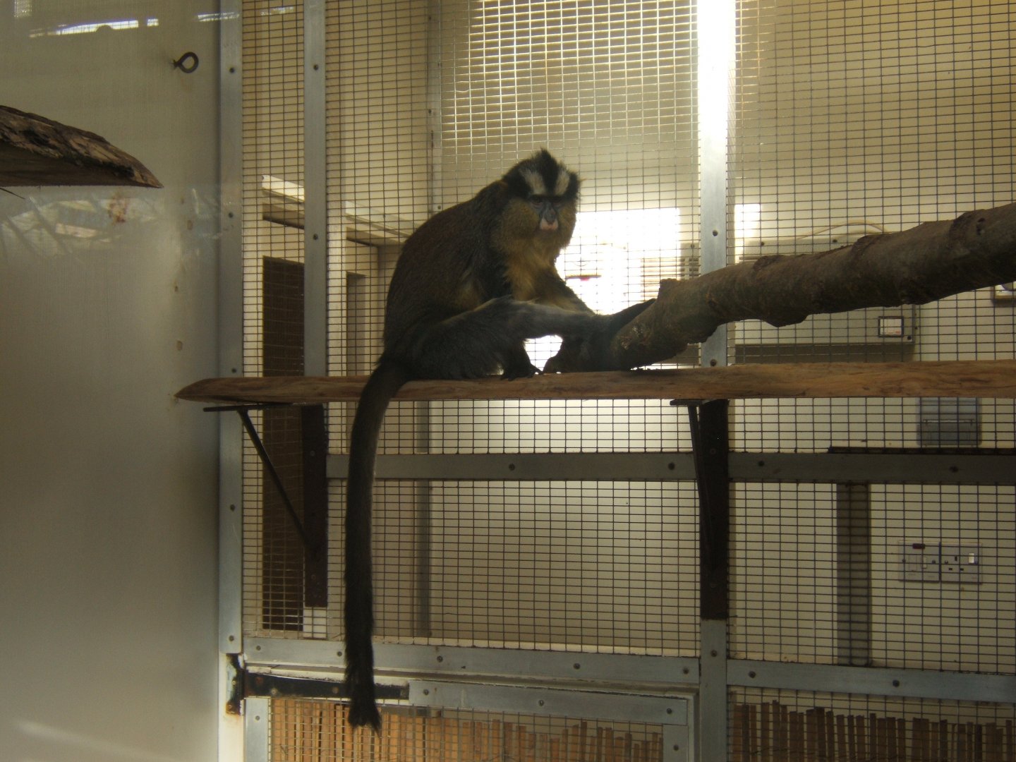 28/1/2017 Crowned Guenon