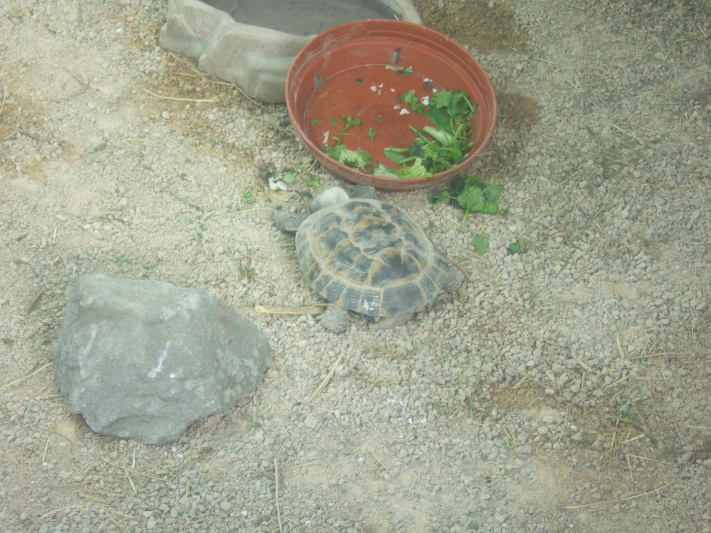 28/1/2017 Horsfield's tortoise