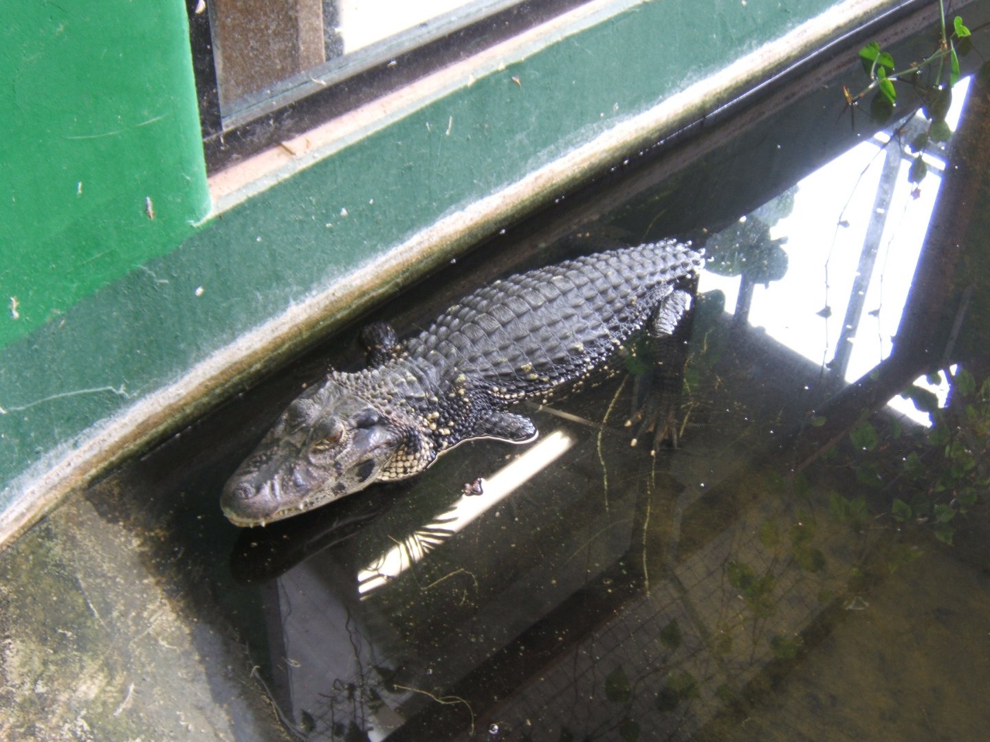 28/12/2016 Black Caiman