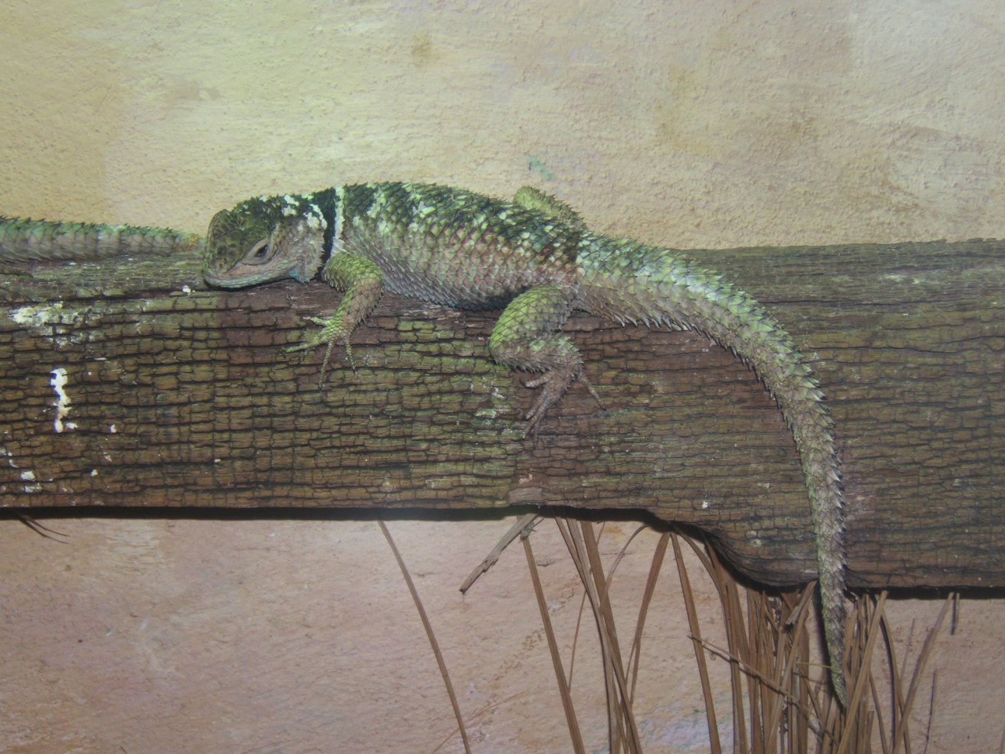 28/12/2016 Blue Fence Swift