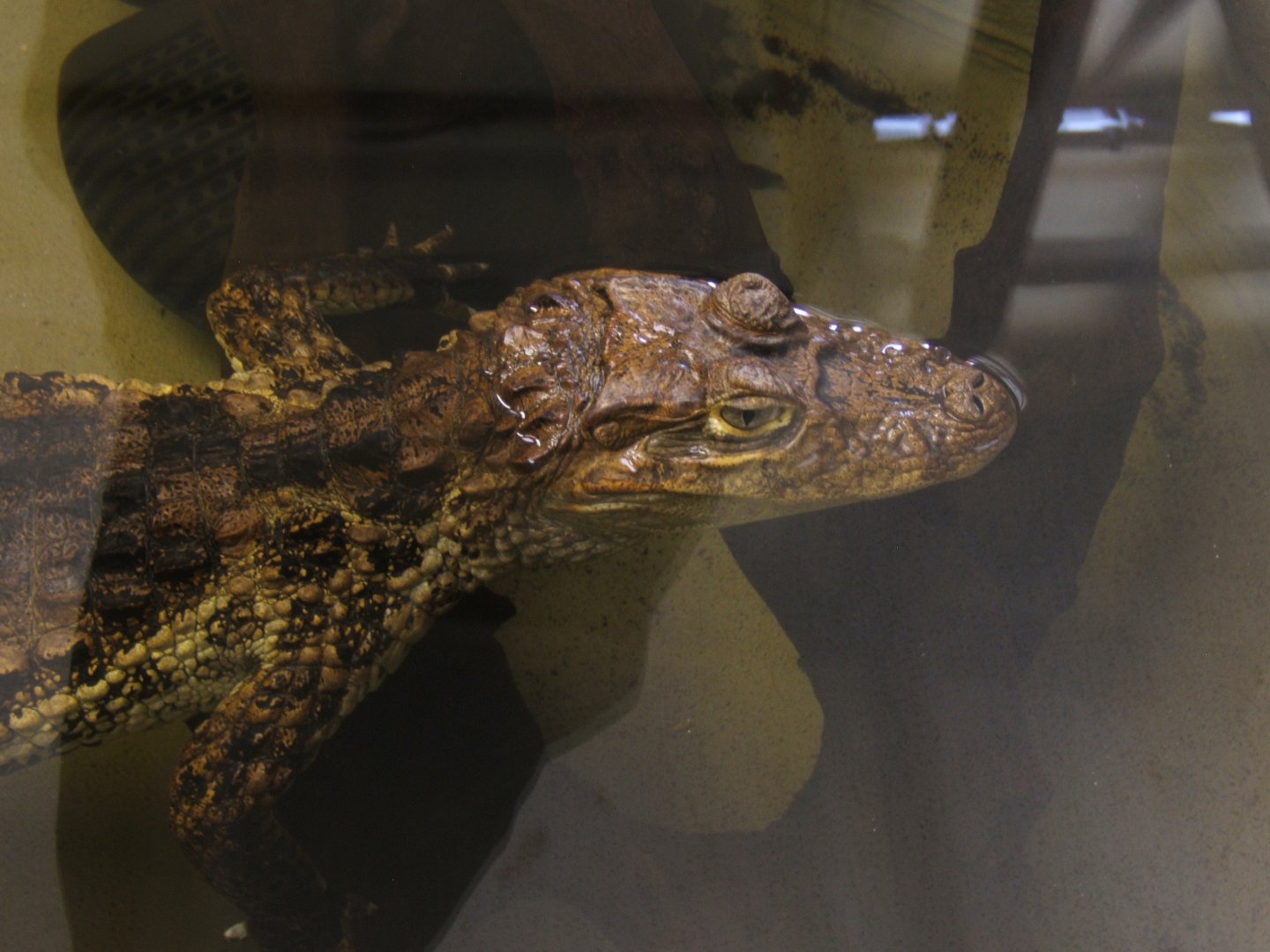 28/12/2016 Broad-fronted Caiman