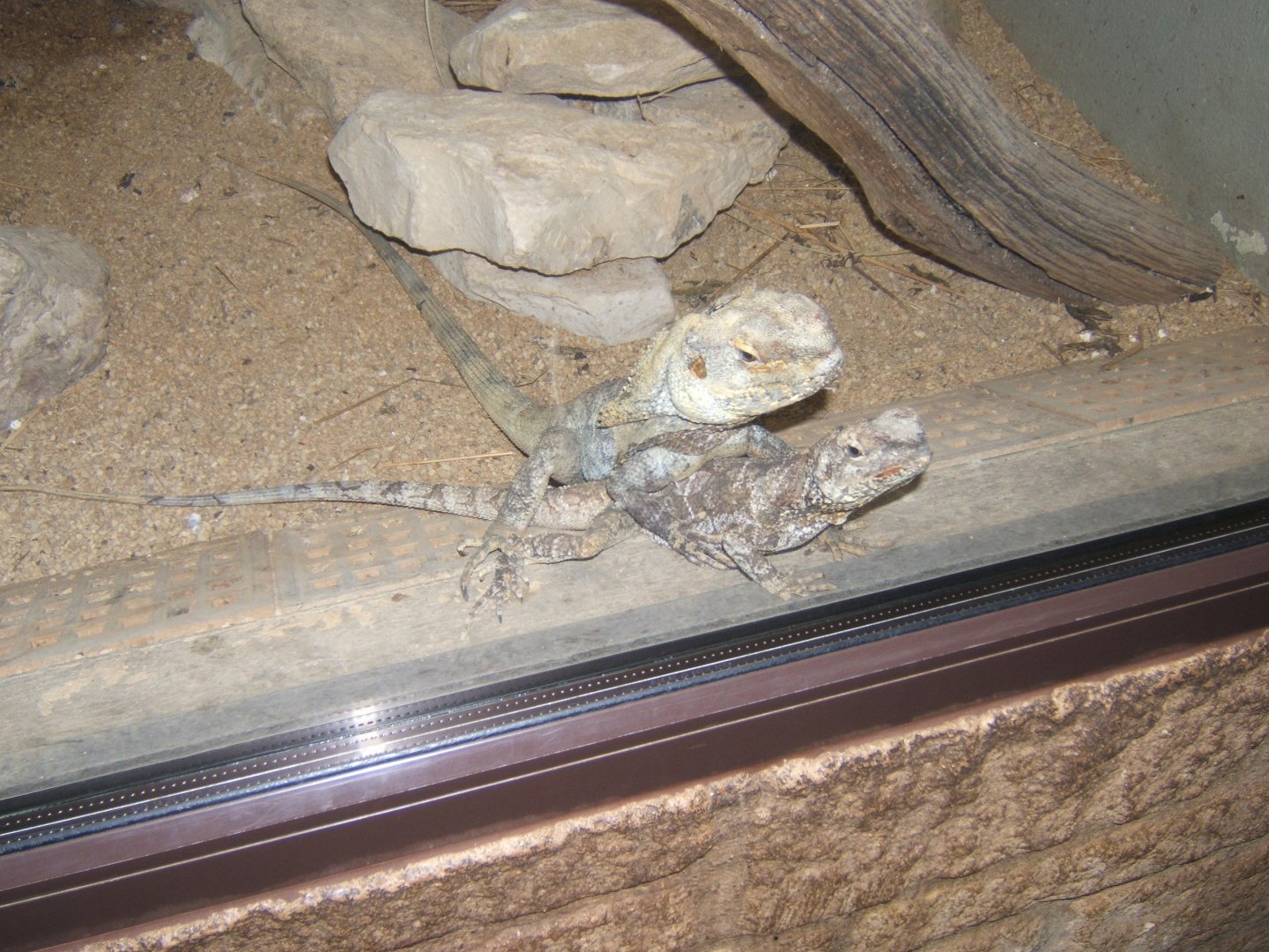 28/12/2016 Frilled Lizard