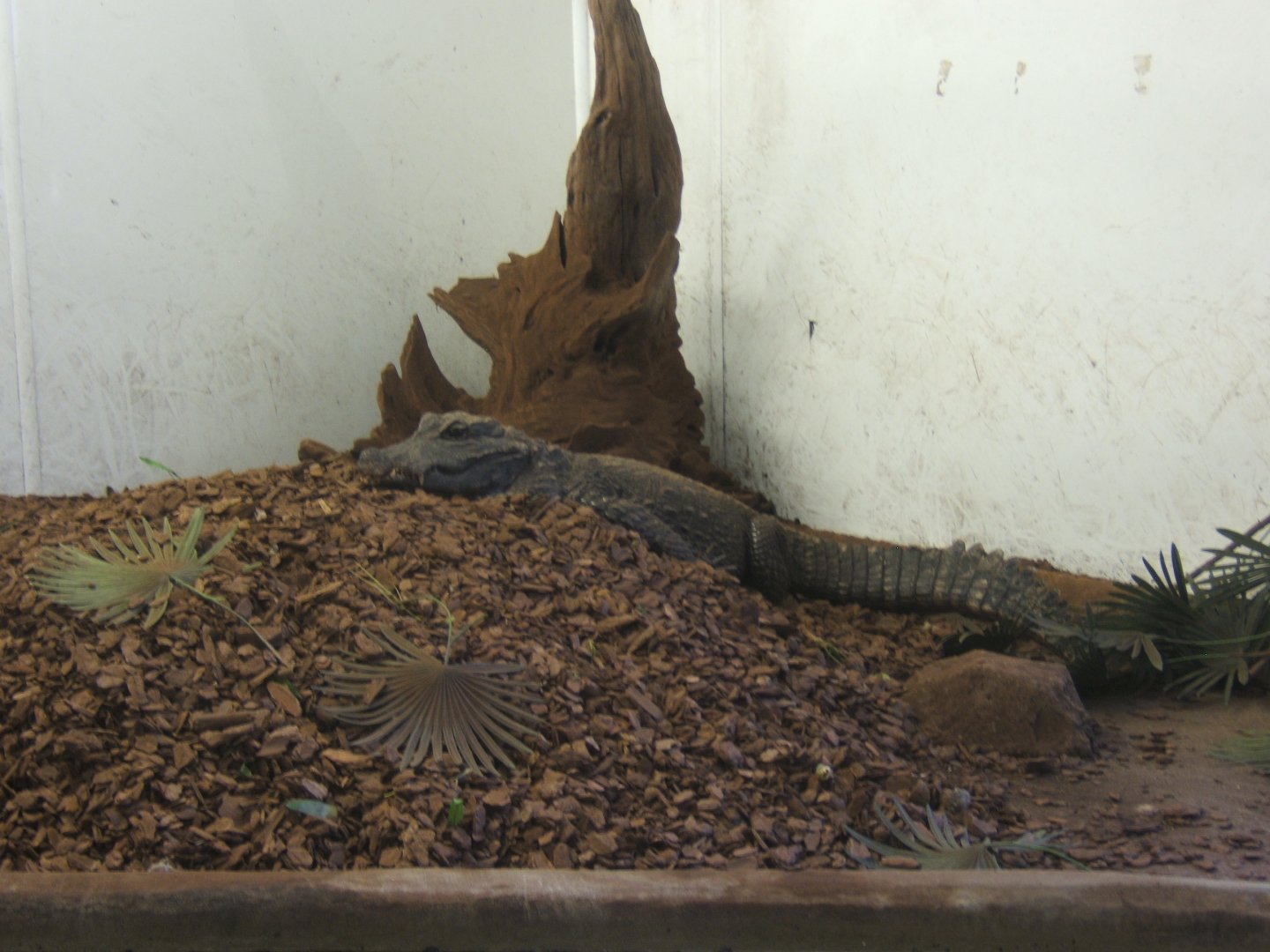 28/12/2016 Hybrid Dwarf Crocodile on nest