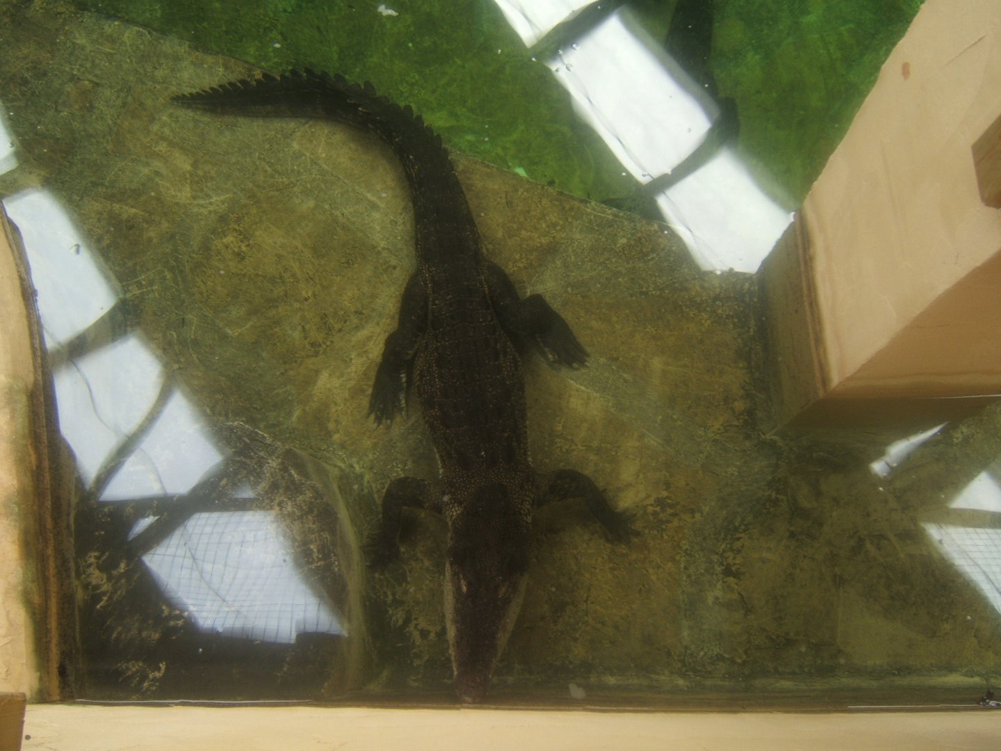 28/12/2016 Salt Water Crocodile