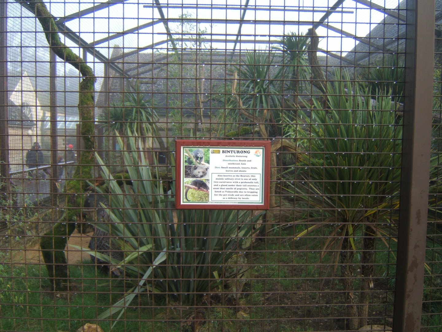 28/12/2016 view of Binturong enclosure