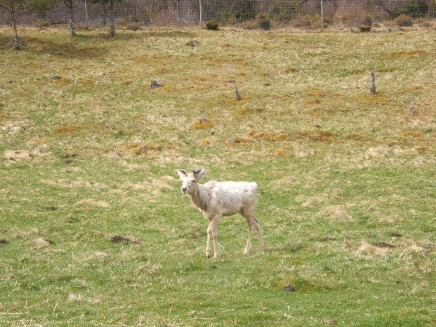 28/4/2017 Bactrian Deer