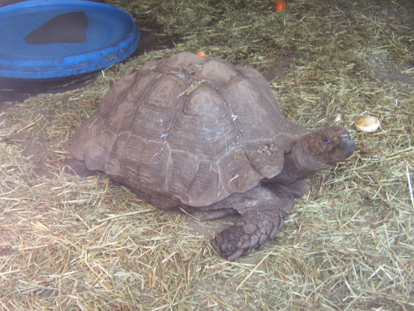 28/4/2017 Burmese Brown Tortoise (Manouria emys)