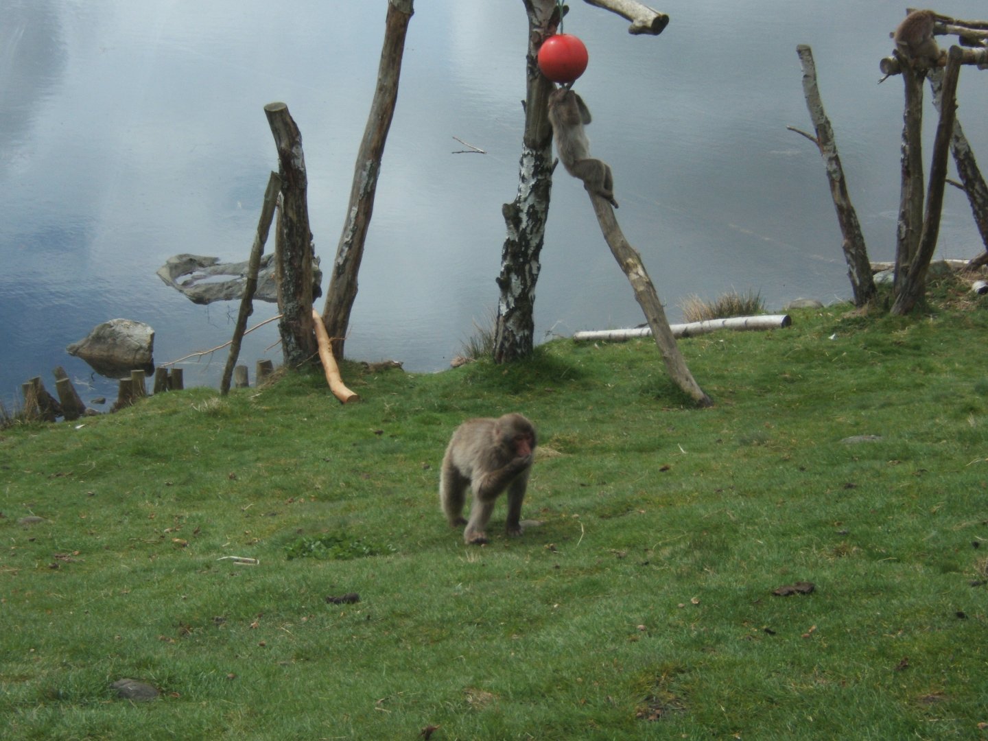 28/4/2017 Japanese Macaque
