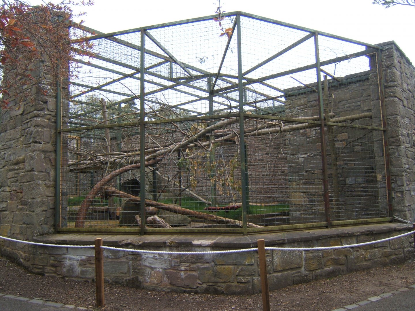 28/4/2017 Ocelot enclosure this used to be the Bear enclosure