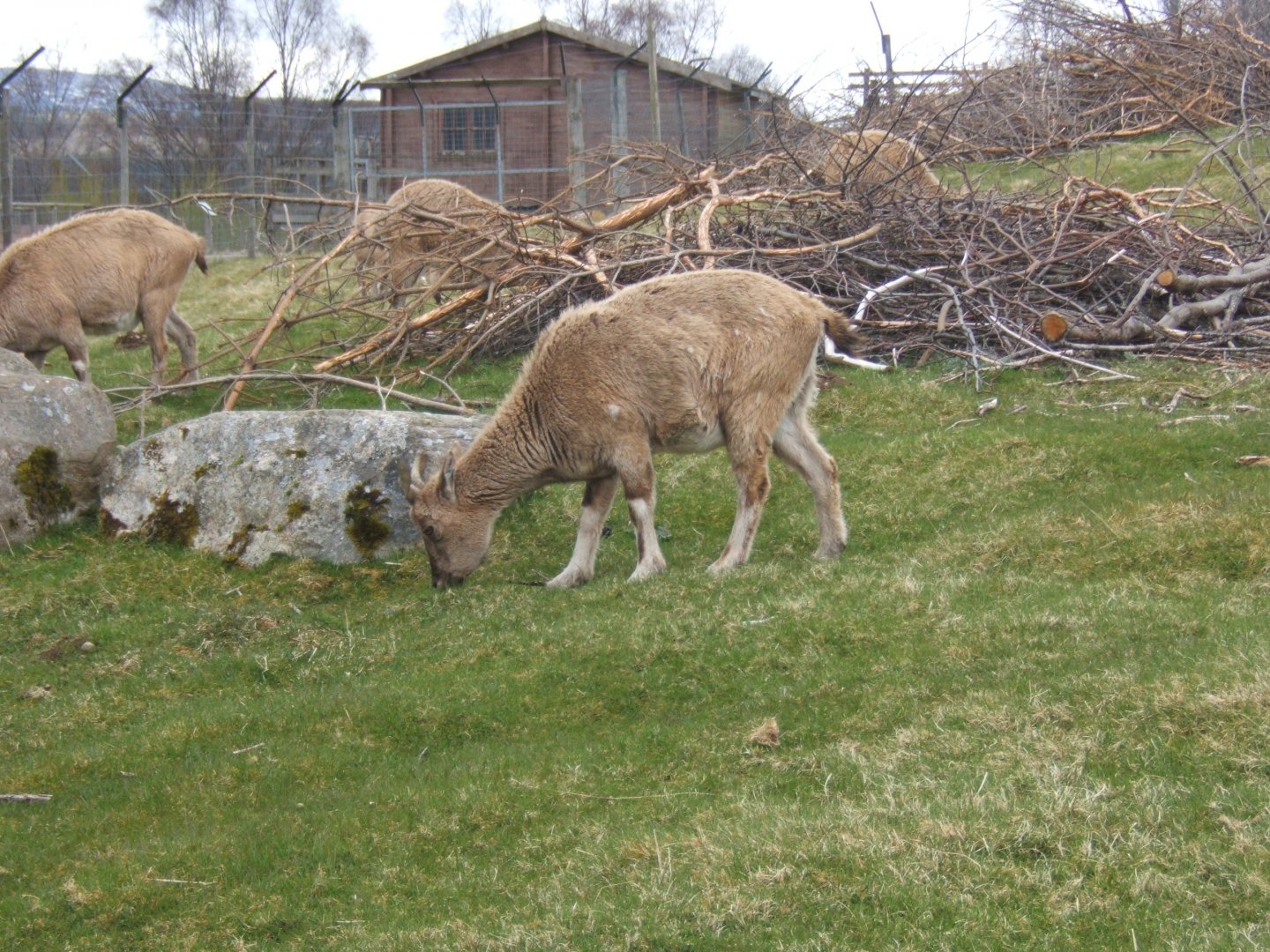 28/4/2017 Turkomani Markhor