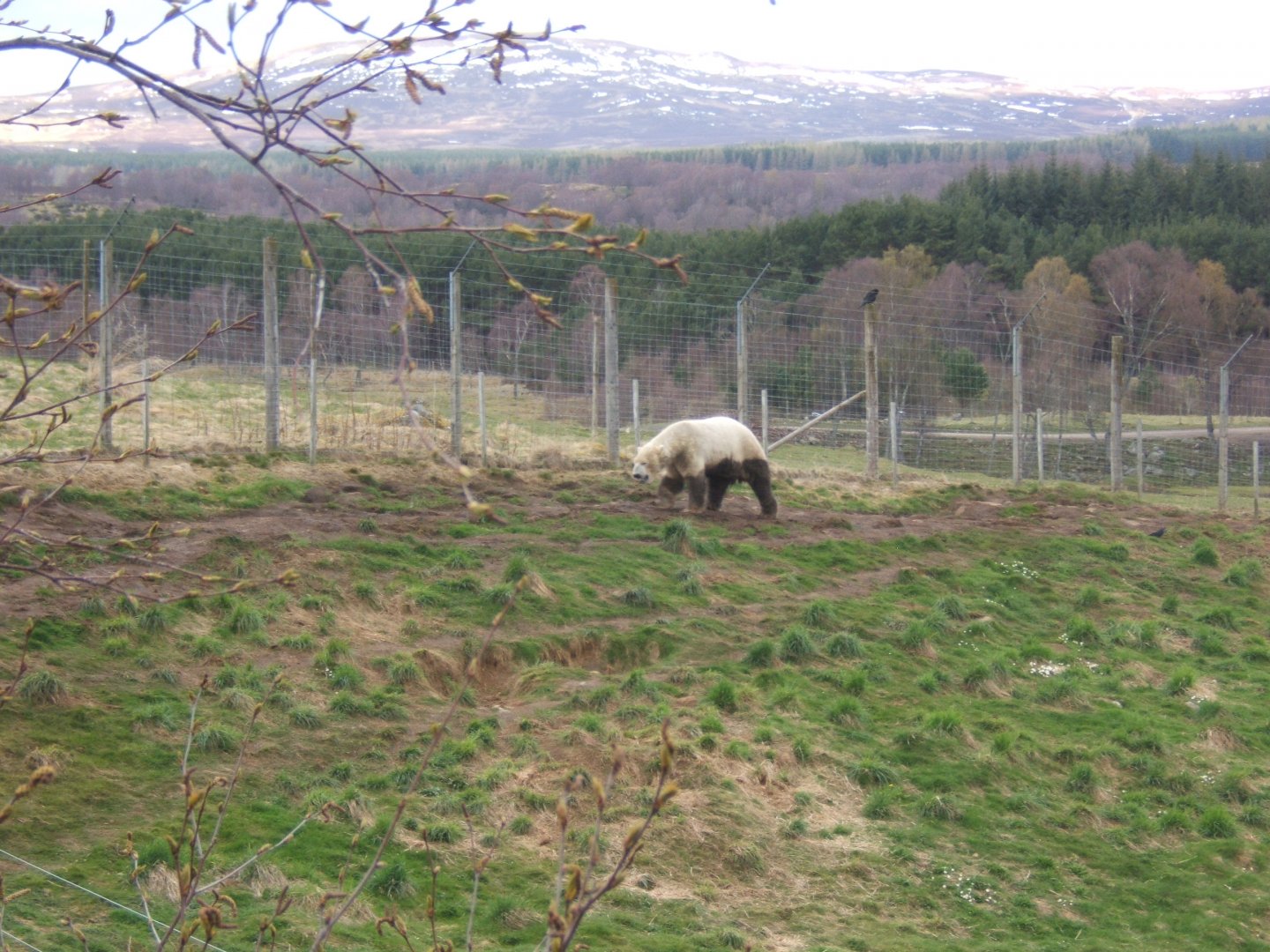 28/4/2017 Two tone Polar Bear