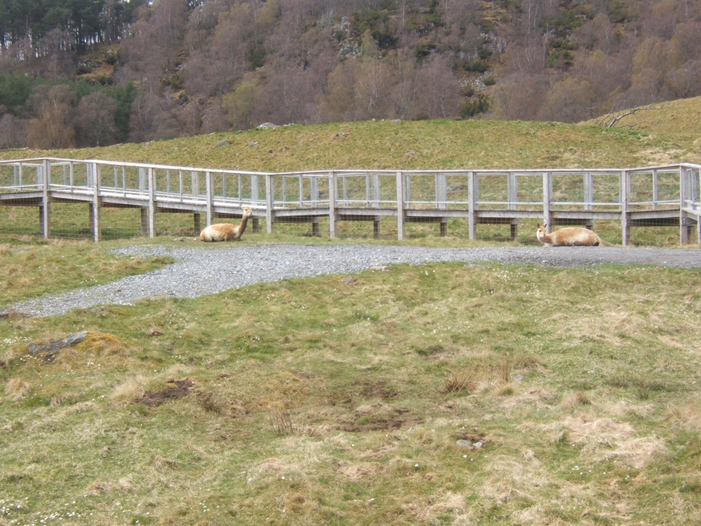 28/4/2017 Vicuna and footpath to the female Polar Bear enclosure