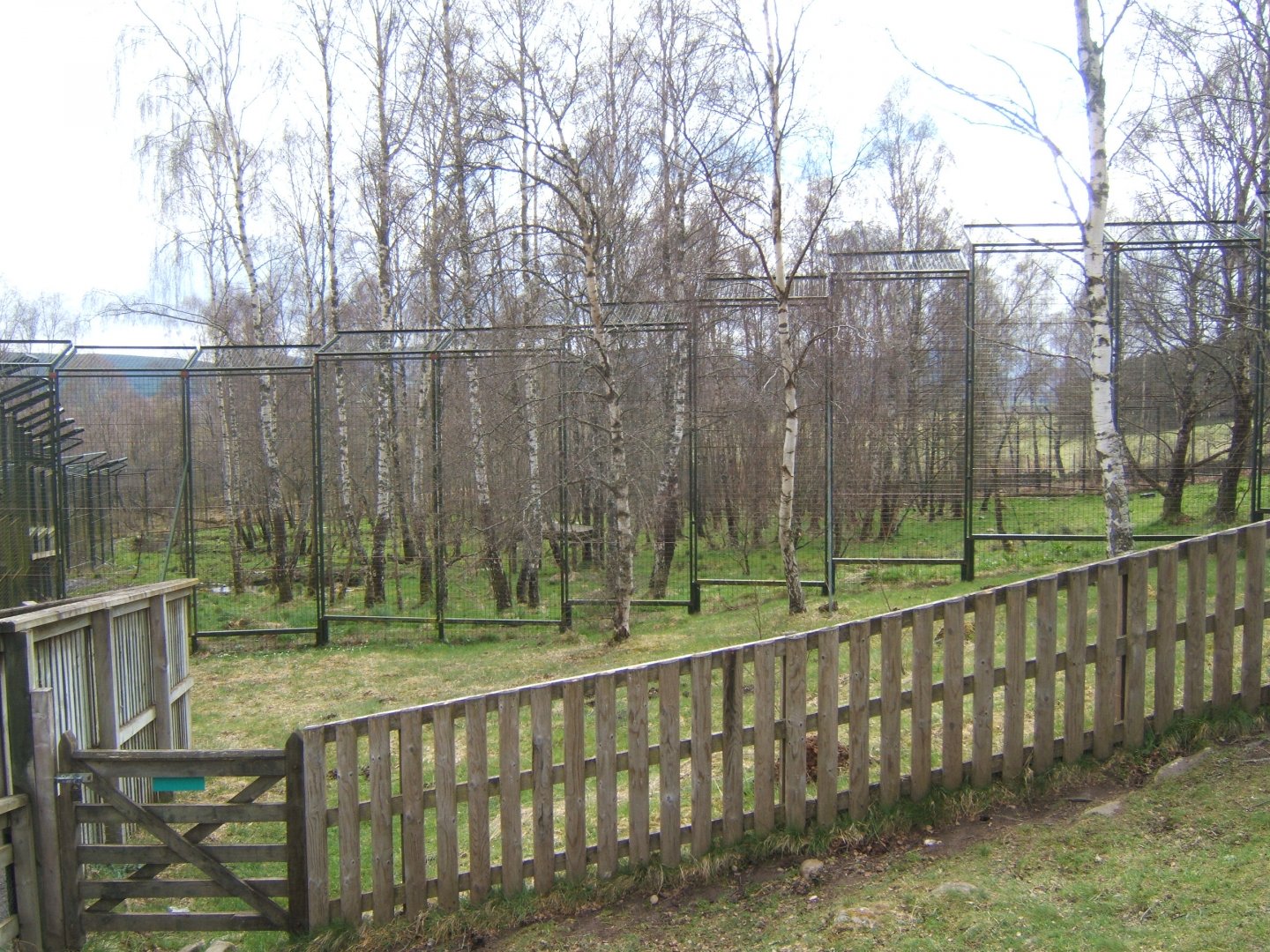 28/4/2017 View of Amur Tiger enclosure