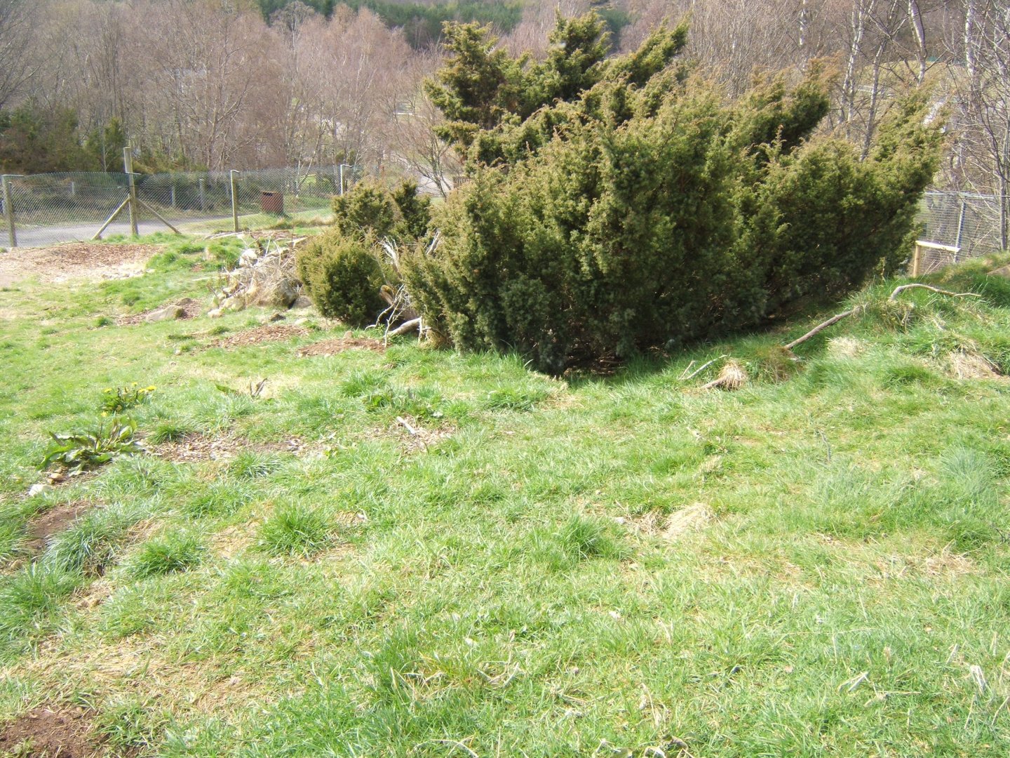 28/4/2017 View of Arctic Fox enclosure