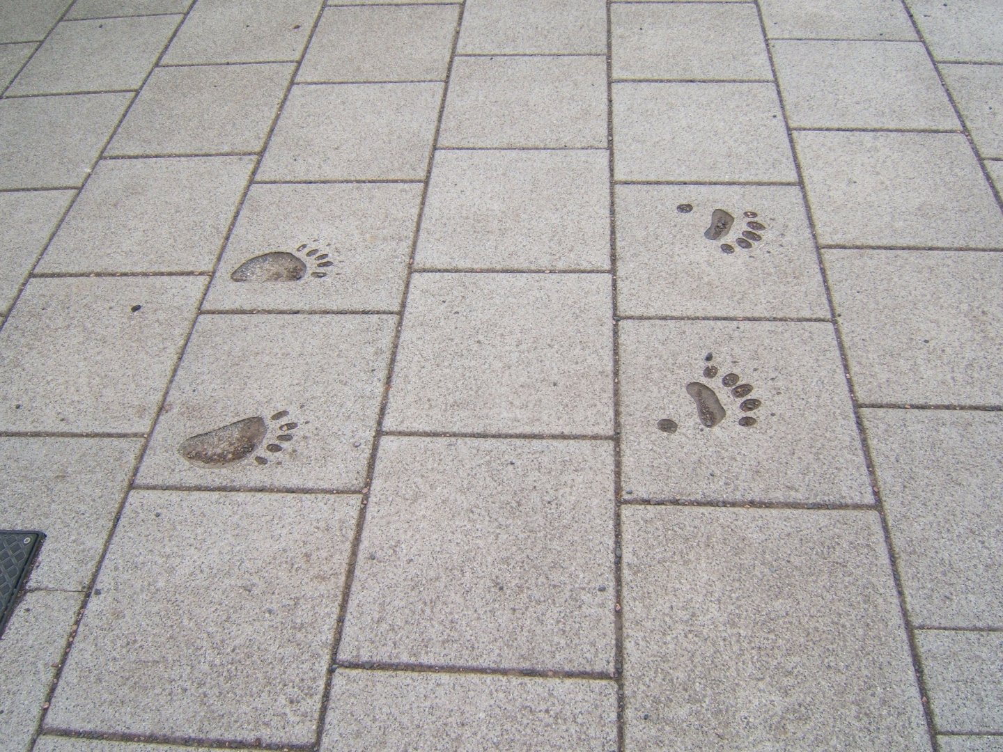 28/4/2017 View of Bear prints in the path by the entrance/exit