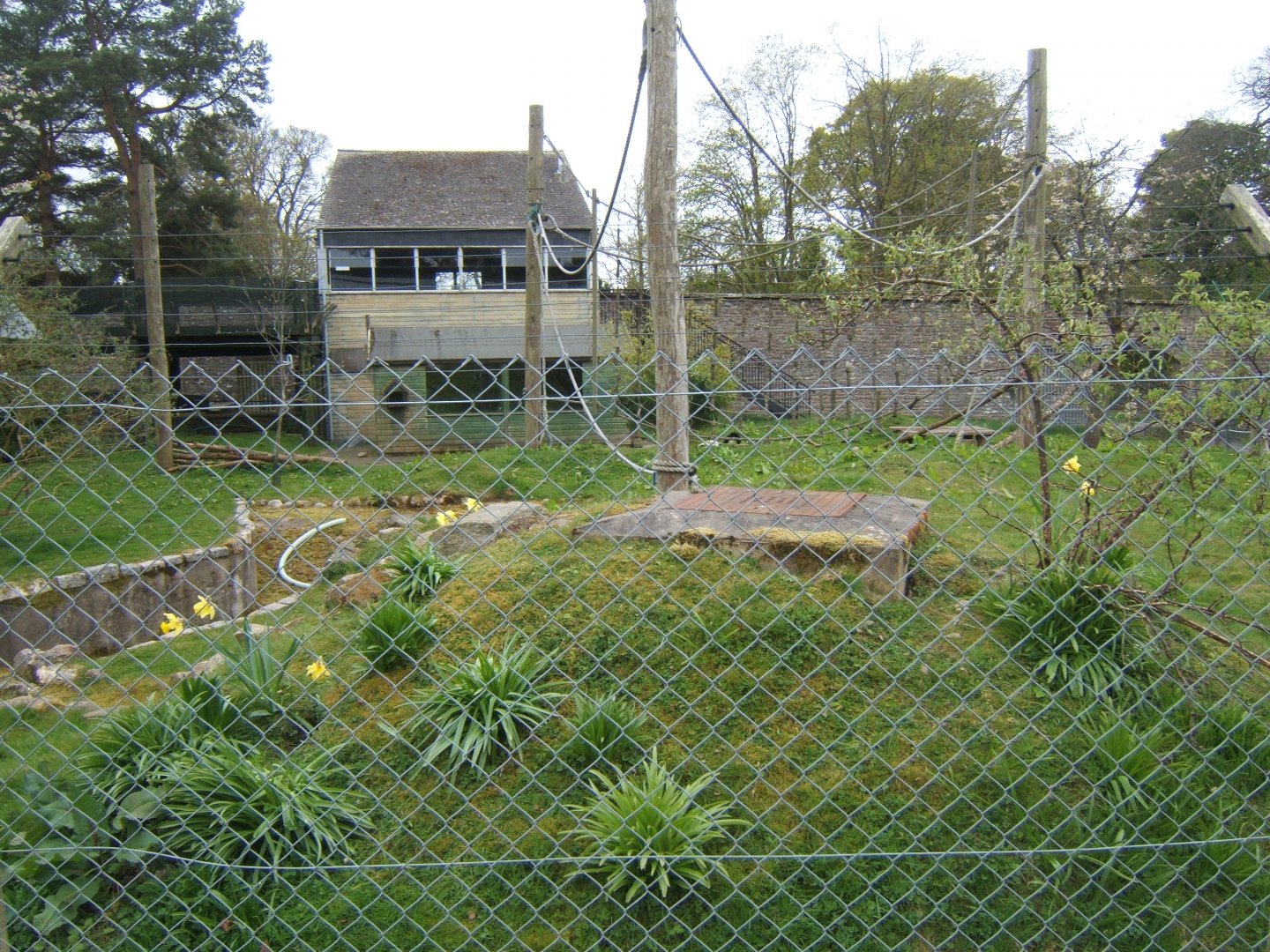 28/4/2017 View of Black and White Ruffed Lemur enclosure