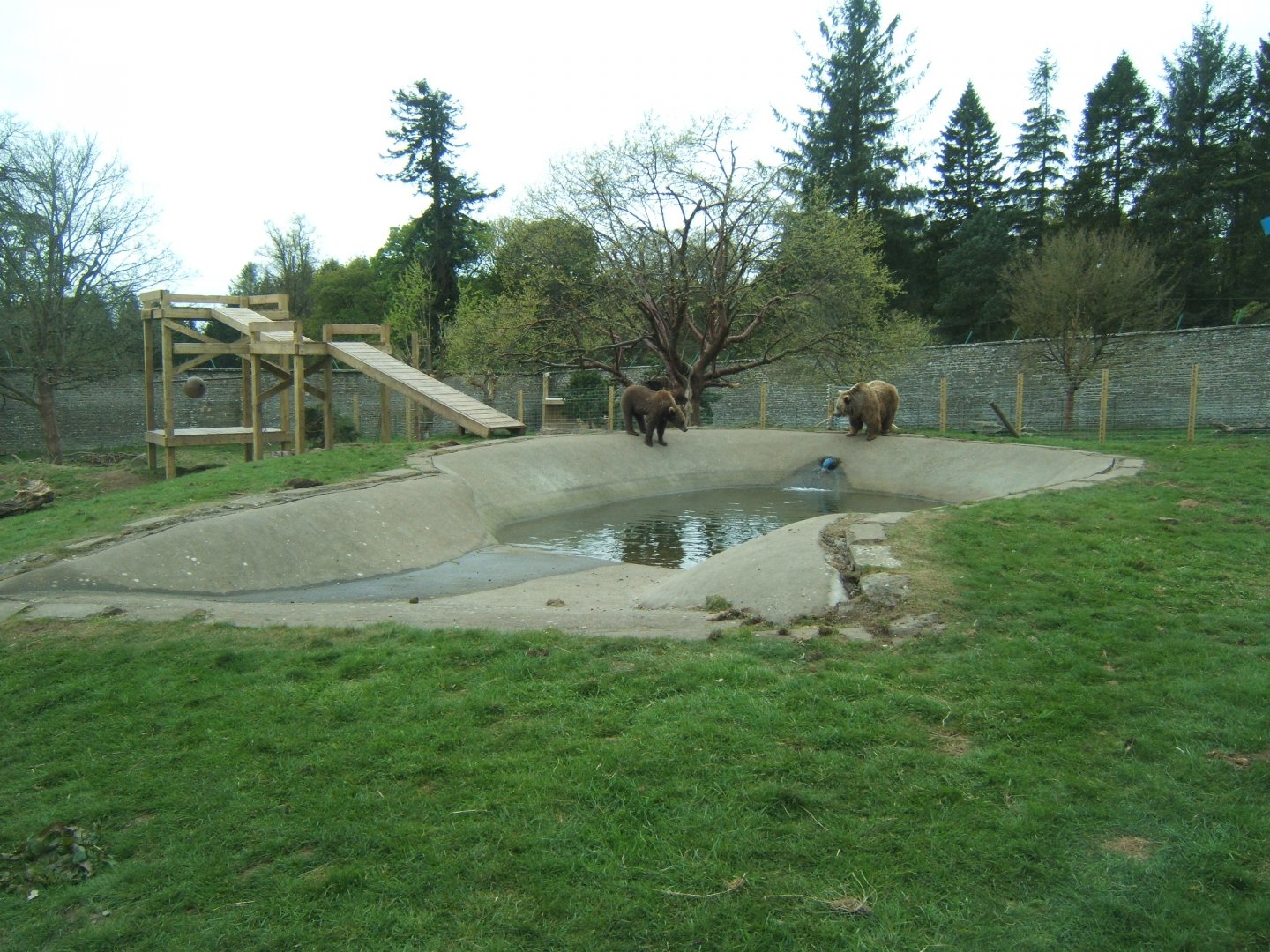 28/4/2017 View of Brown Bears