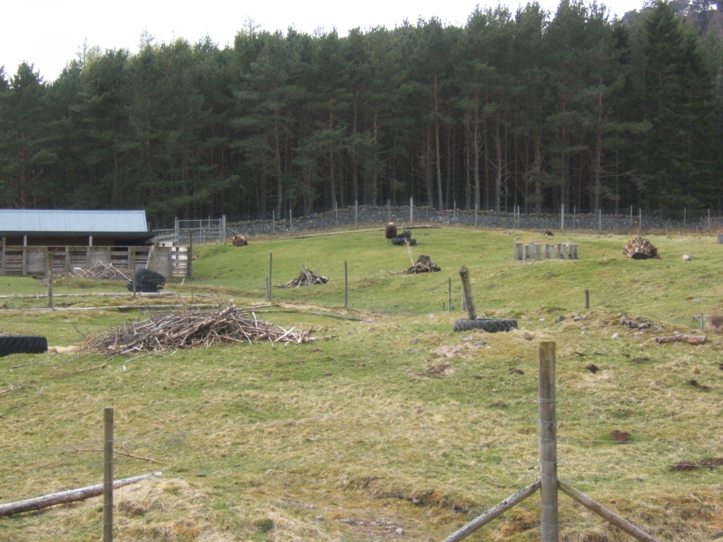 28/4/2017 View of Musk Ox enclosure