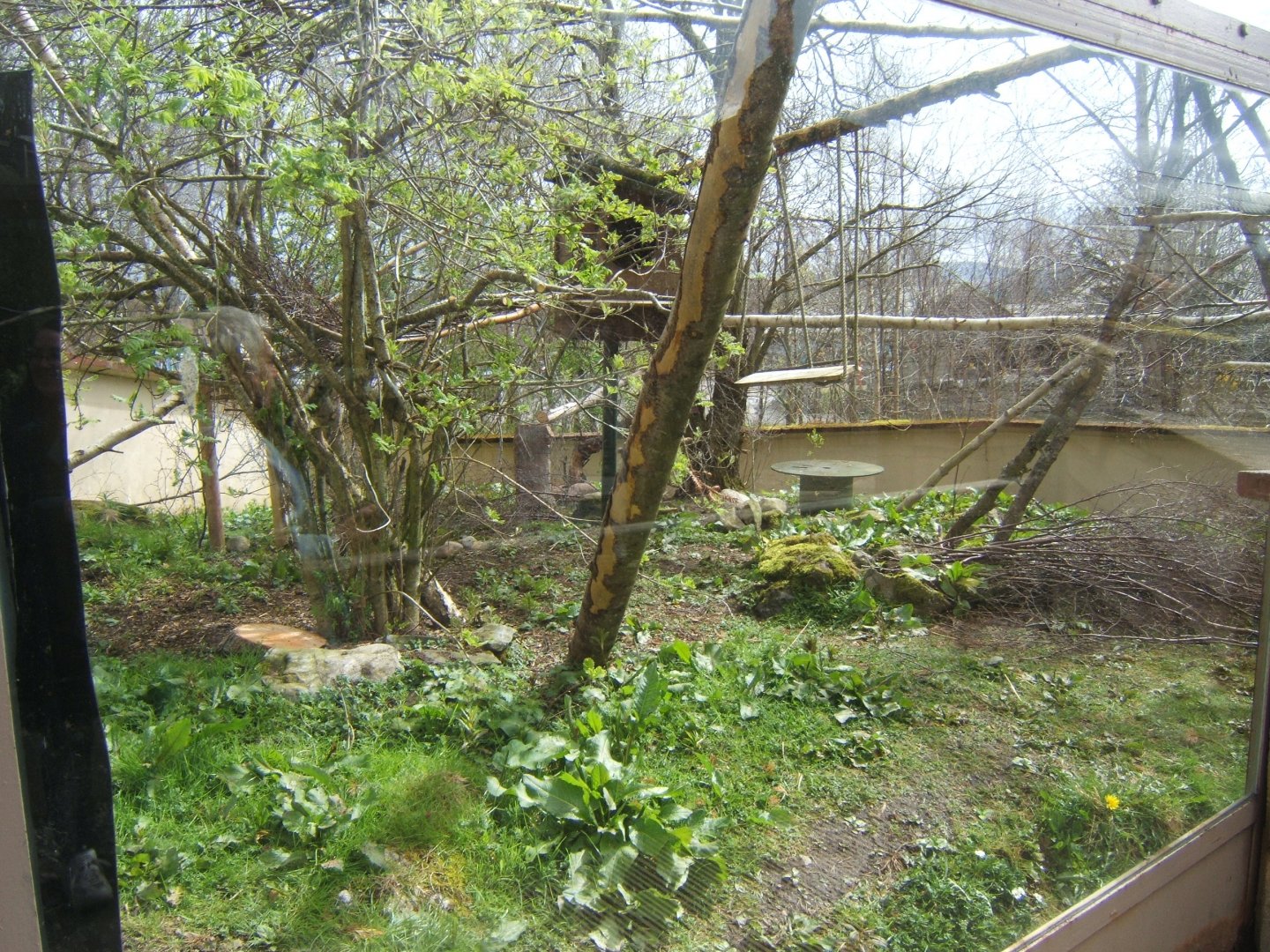 28/4/2017 View of Red Panda enclosure