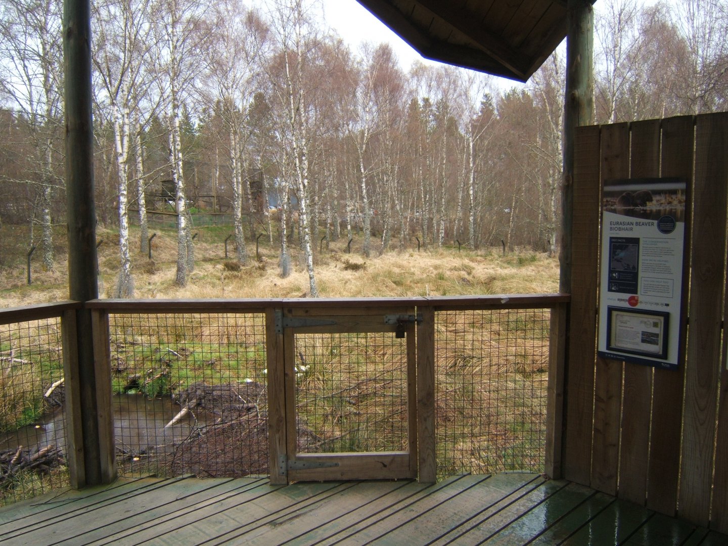 28/4/2017 View of the European Beaver enclosure
