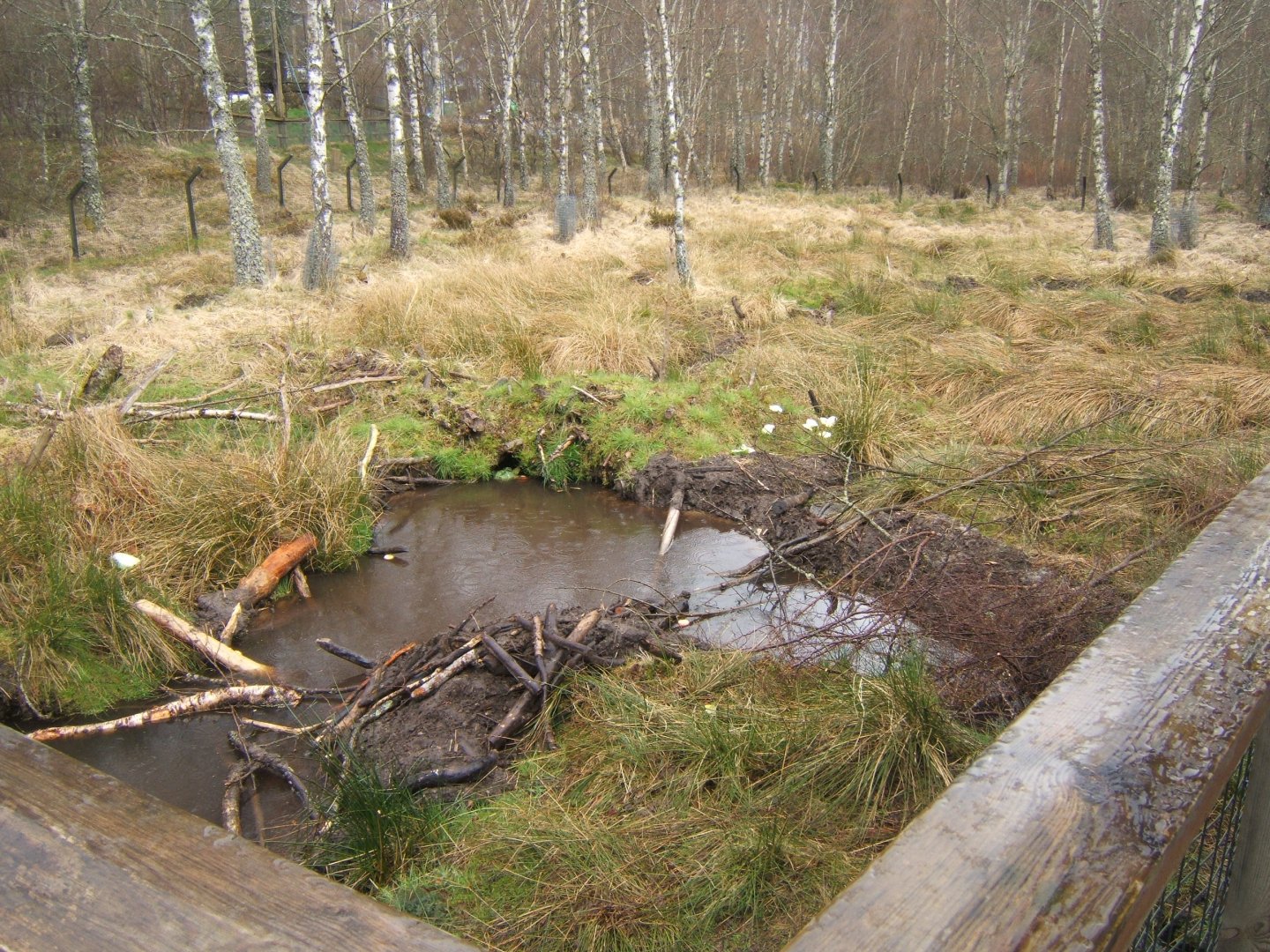 28/4/2017 View of the European Beaver enclosure