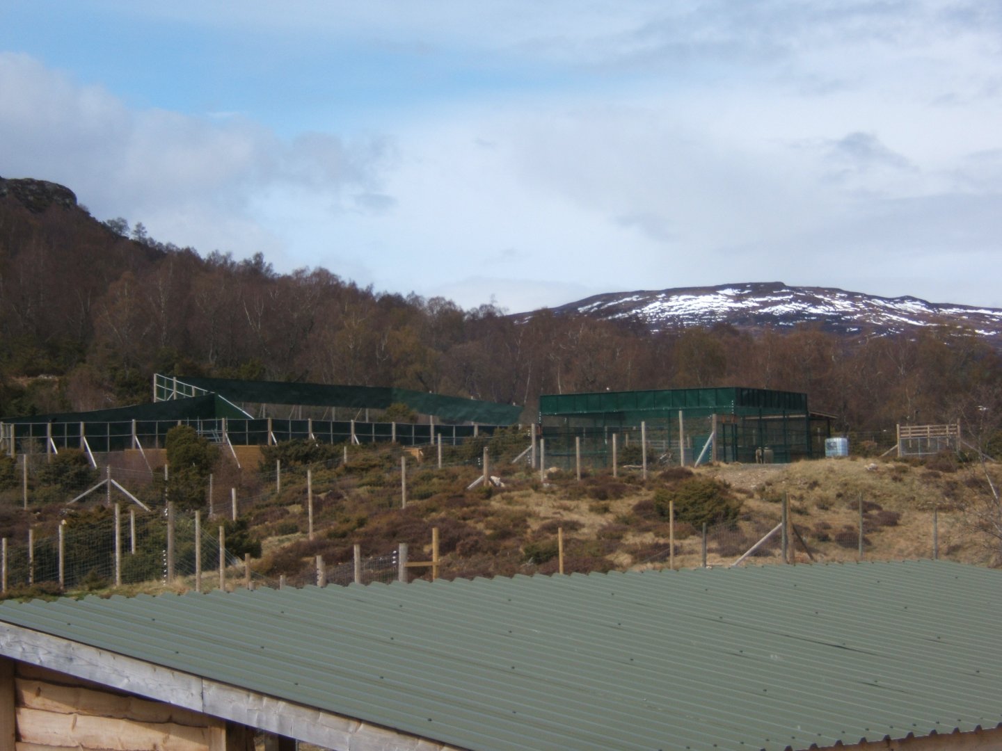 28/4/2017 View of the off show Amur Leopard enclosure