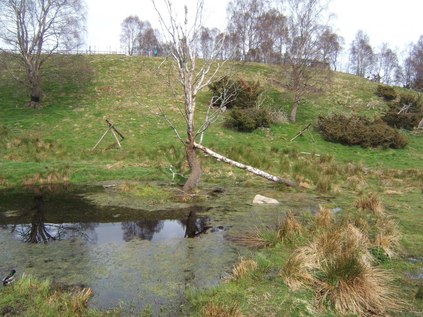 28/4/2017 View of the Wolverine enclosure
