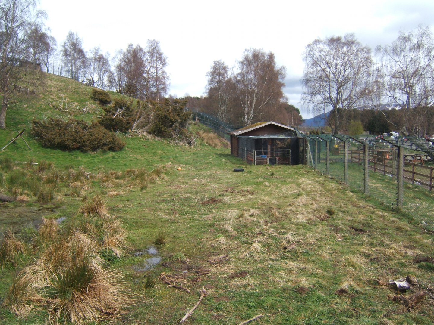 28/4/2017 View of Wolverine enclosure