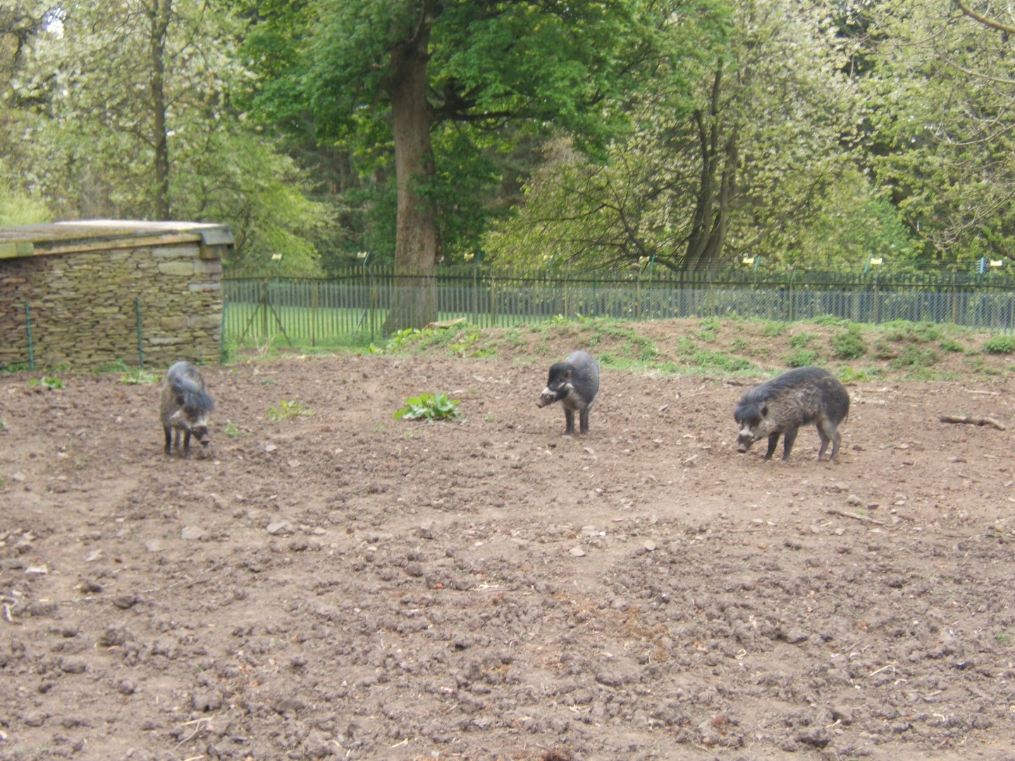 28/4/2017 Visayan Warty Pigs