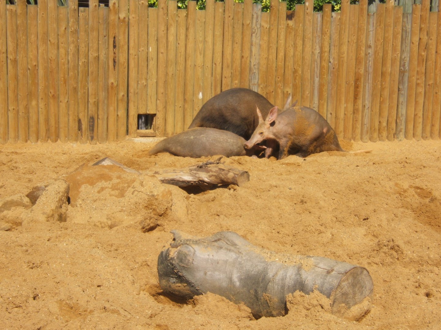 28/5/2017  Aardvarks