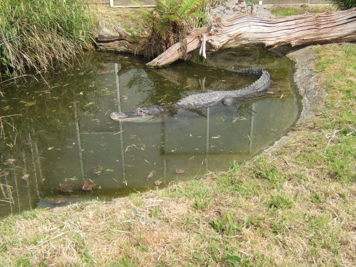 28/5/2017 American Alligator