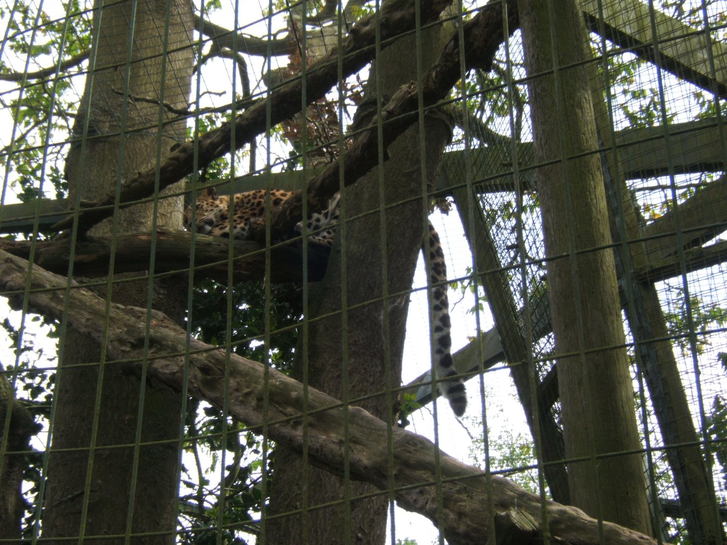 28/5/2017 Amur Leopard