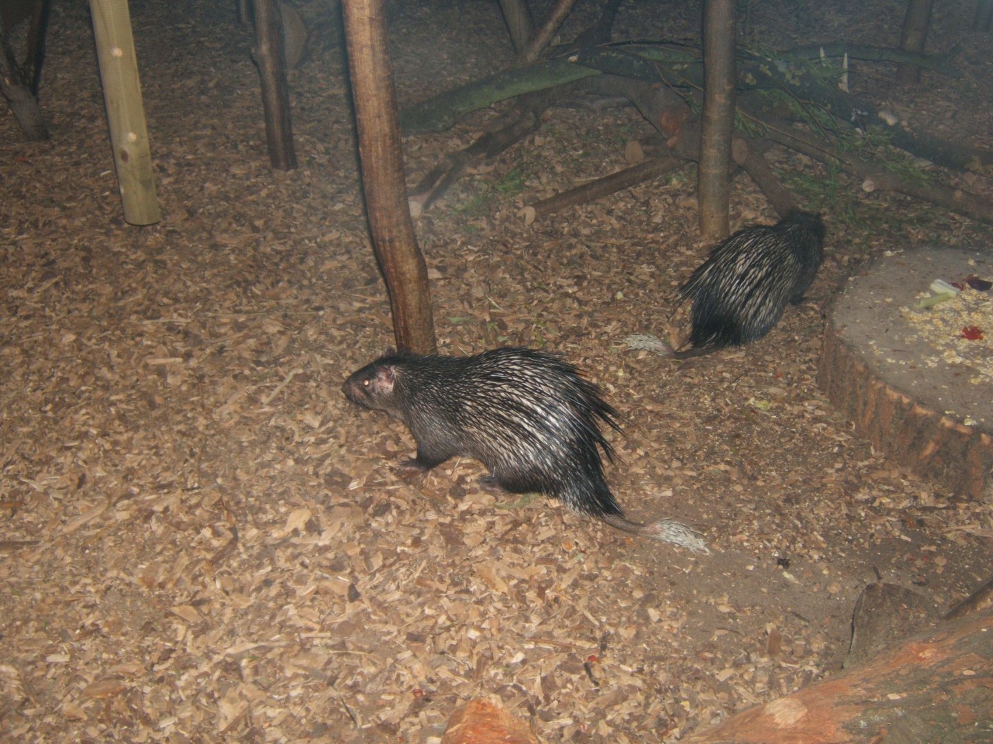 28/5/2017 Brush-tailed Porcupine