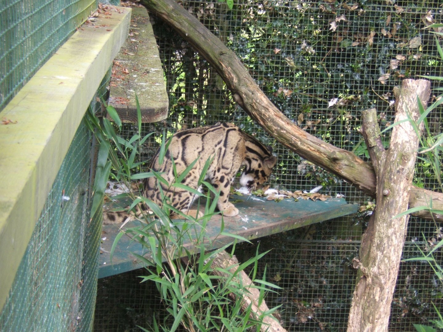 28/5/2017 Clouded Leopard