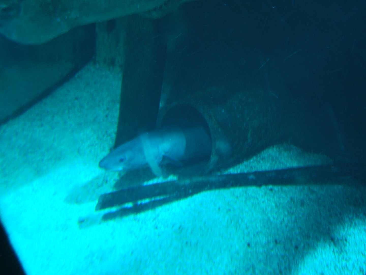 28/5/2017 Conger Eel