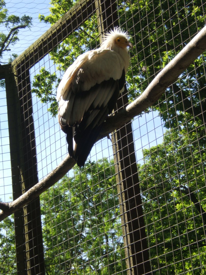 28/5/2017 Egyptian Vulture
