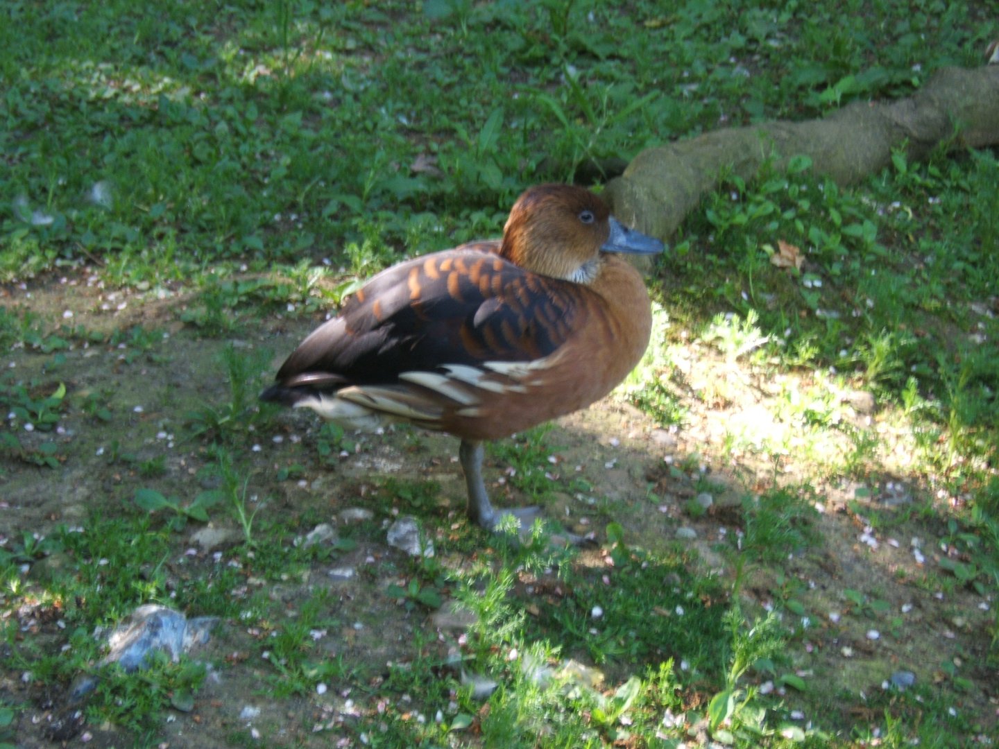 28/5/2017 Fulvous Whistling Duck