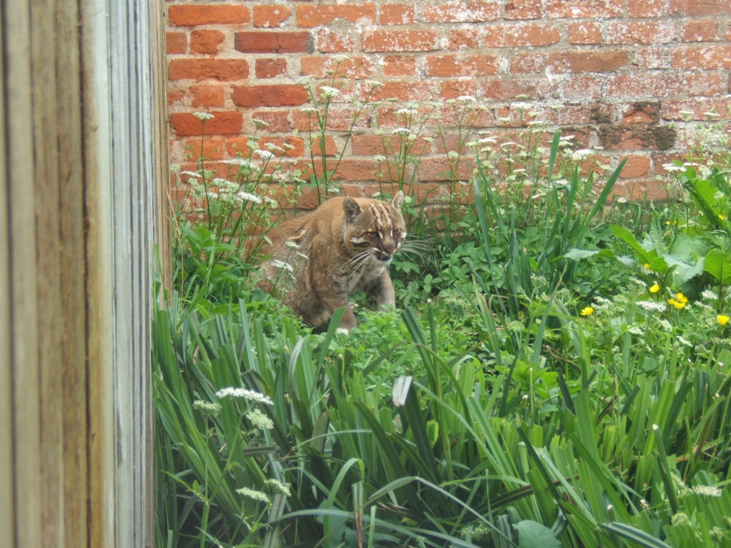 28/5/2017 Golden Cat