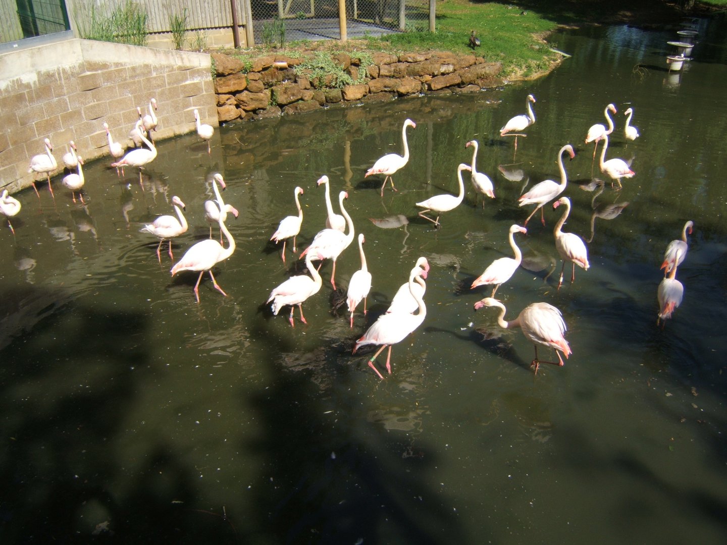 28/5/2017 Greater Flamingo's