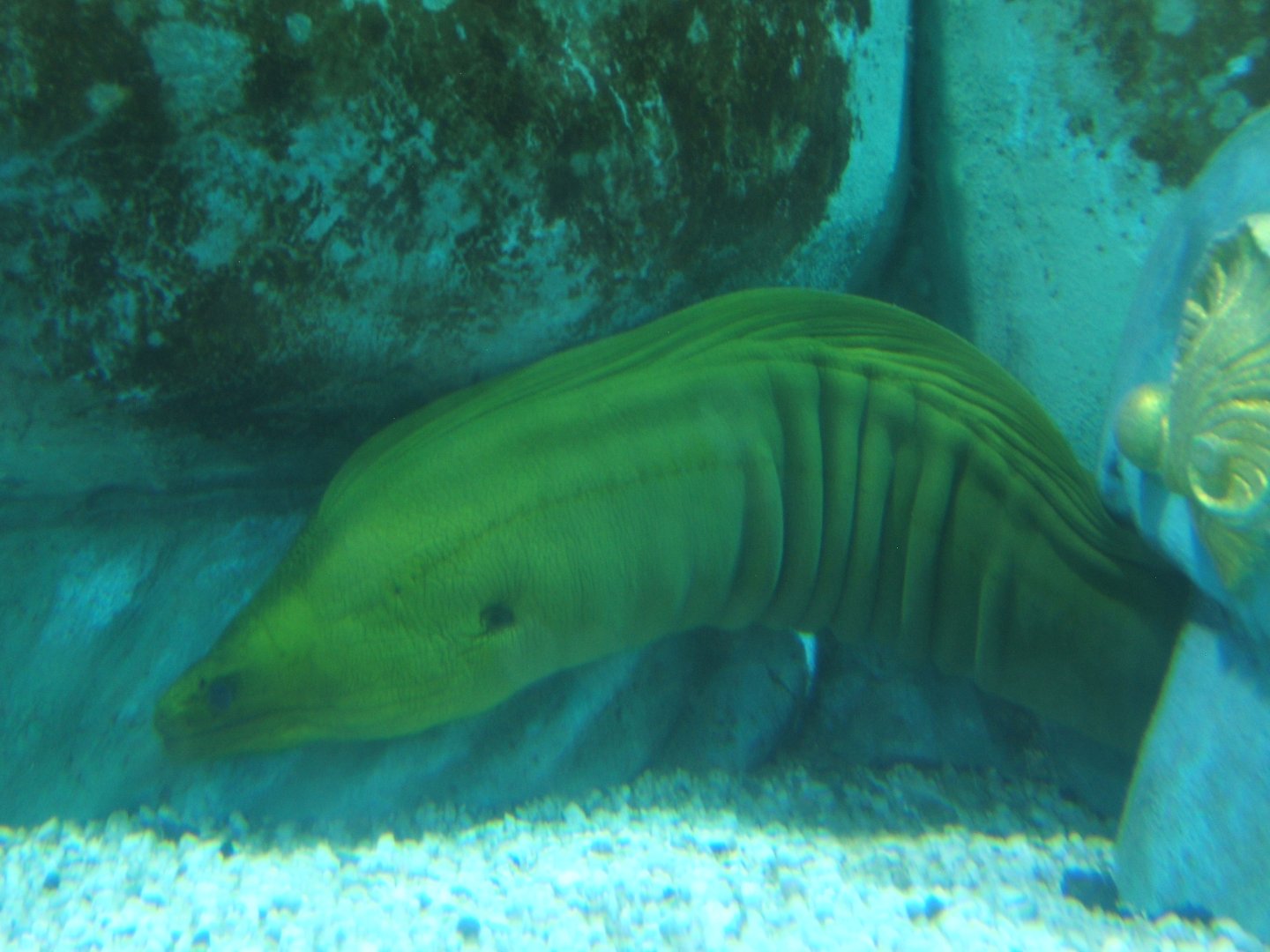 28/5/2017 Green Moray