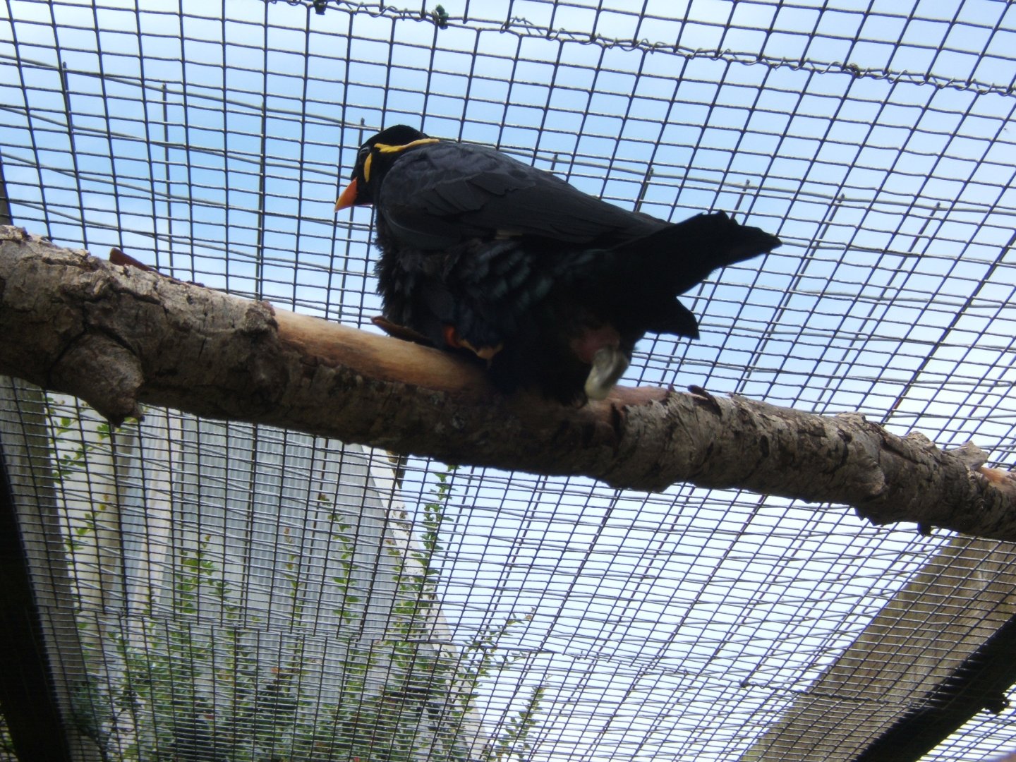 28/5/2017 Hill Mynah