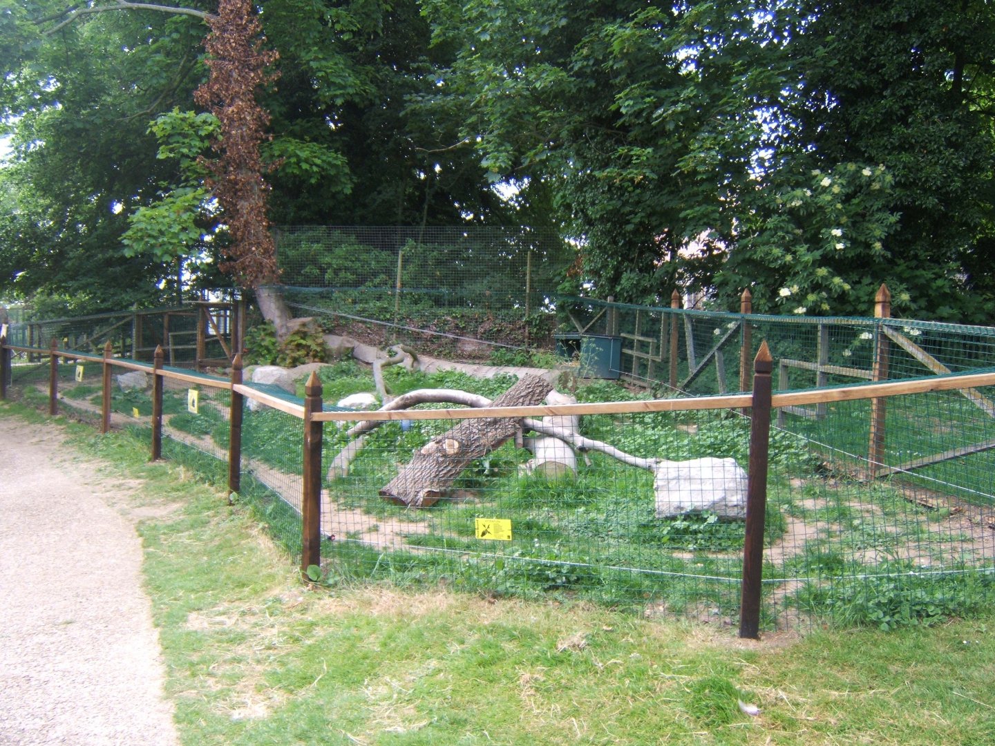 28/5/2017 New Raccoon Dog enclosure