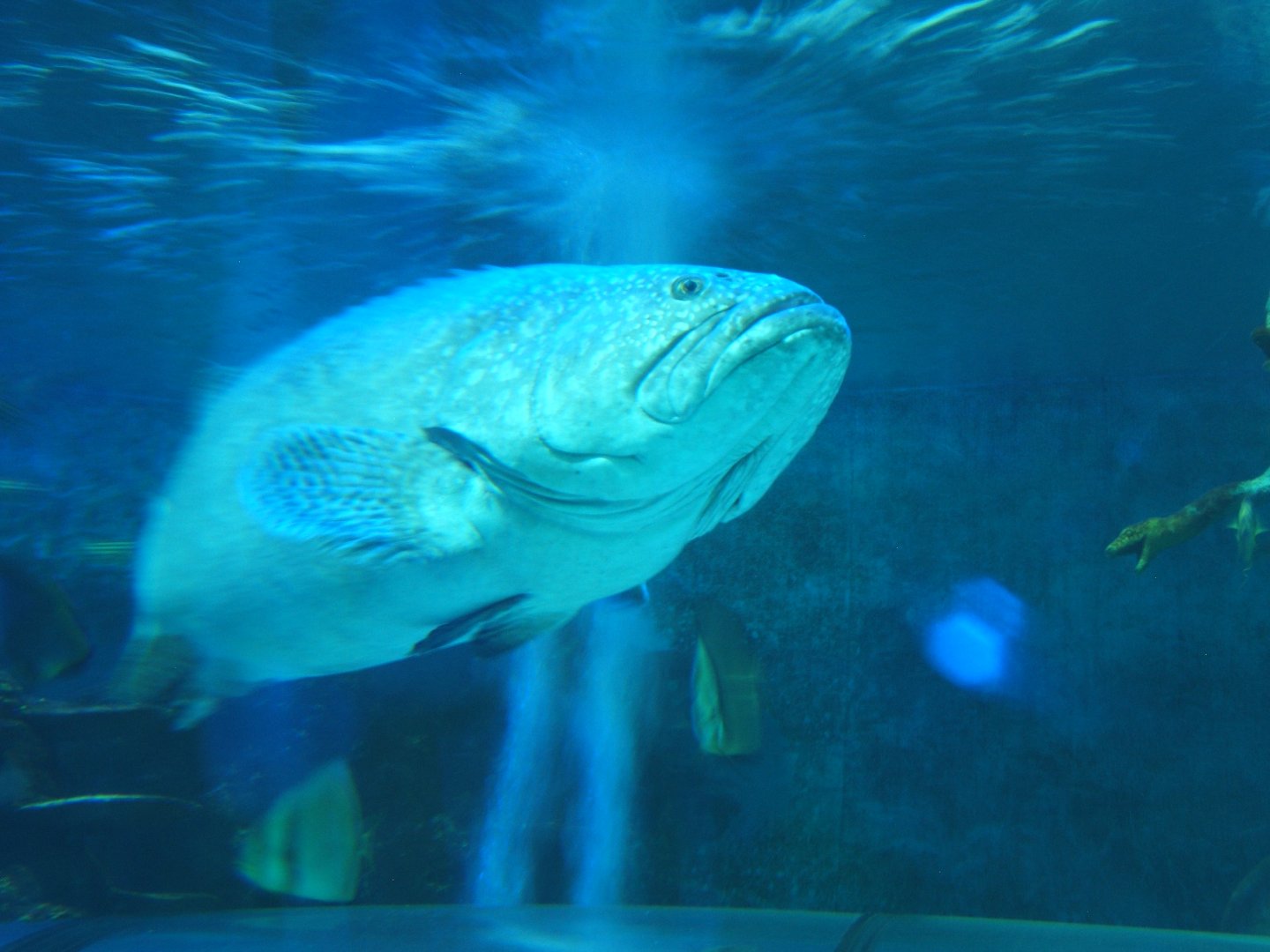 28/5/2017 Queensland Grouper