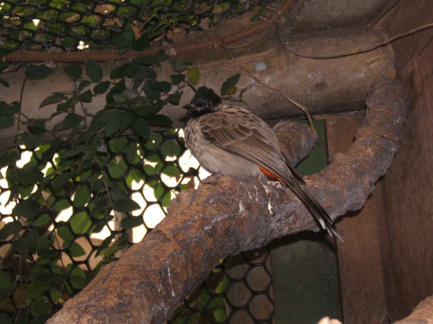 28/5/2017 Red-vented Bulbul