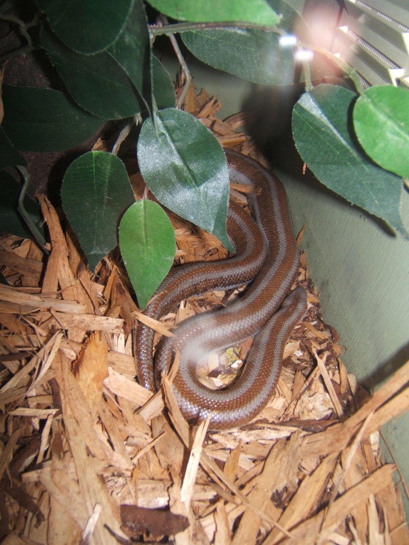 28/5/2017 Rosy Boa