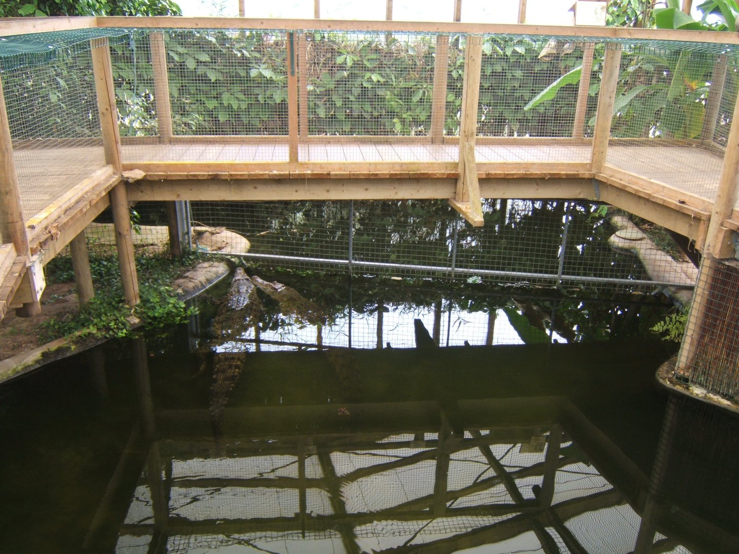 28/5/2017 Salt Water Crocodiles