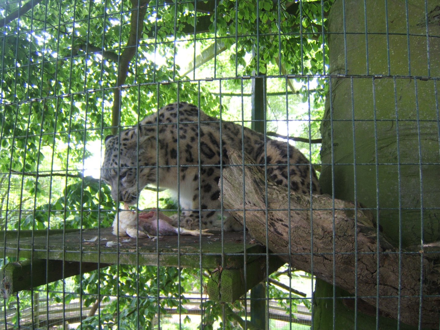 28/5/2017 Snow Leopard eating