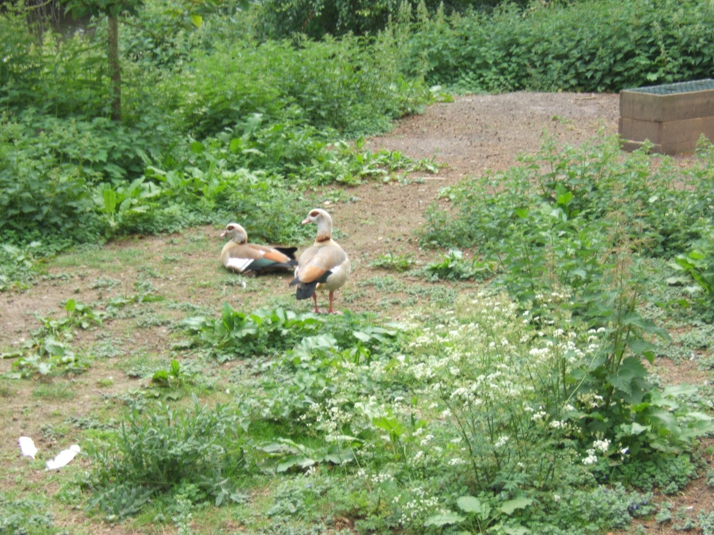 28/5/2017 Wild Egyptian Geese