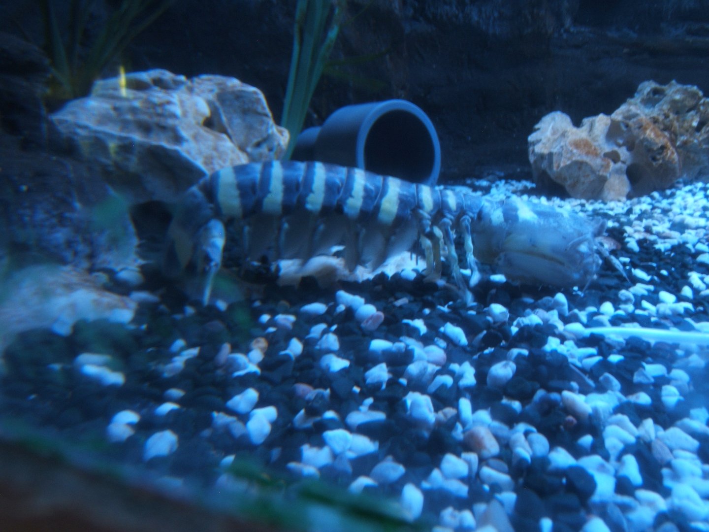 28/5/2017 Zebra Mantis Shrimp